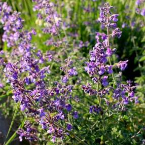 Herbe à chat, Chataire 'Superba' - Nepeta faassenii - Le Jardin du