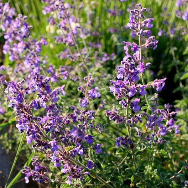 Le Nepeta : comment le planter et l'entretenir ?