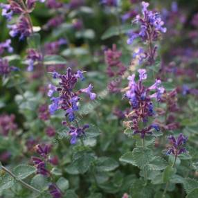 Nepeta x faassenii 'Junior Walker' - Herbe à chat vivace compacte