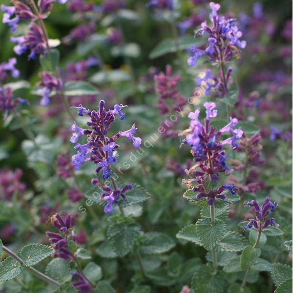 Nepeta x faassenii 'Felix' - Herbe à chat - vivace pour jardin sec