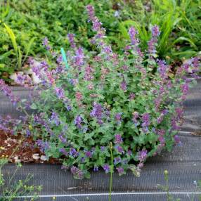 Nepeta x faassenii 'Felix' - Herbe à chat