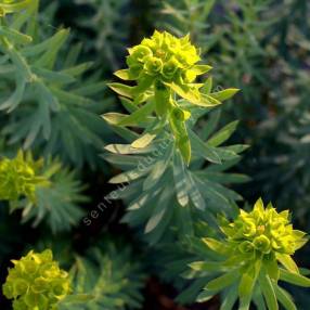 Euphorbia seguieriana subsp. niciciana - Euphorbe de Sibérie