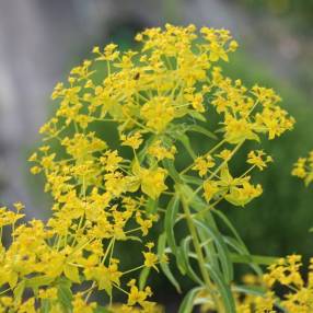 Euphorbia ceratocarpa - Euphorbe de Sicile