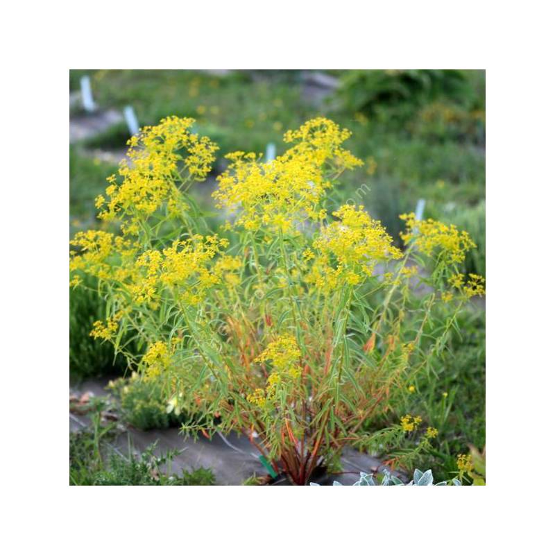 Euphorbia ceratocarpa - Euphorbe de Sicile