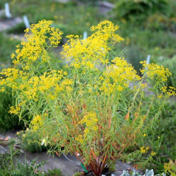 Euphorbia ceratocarpa - Euphorbe de Sicile