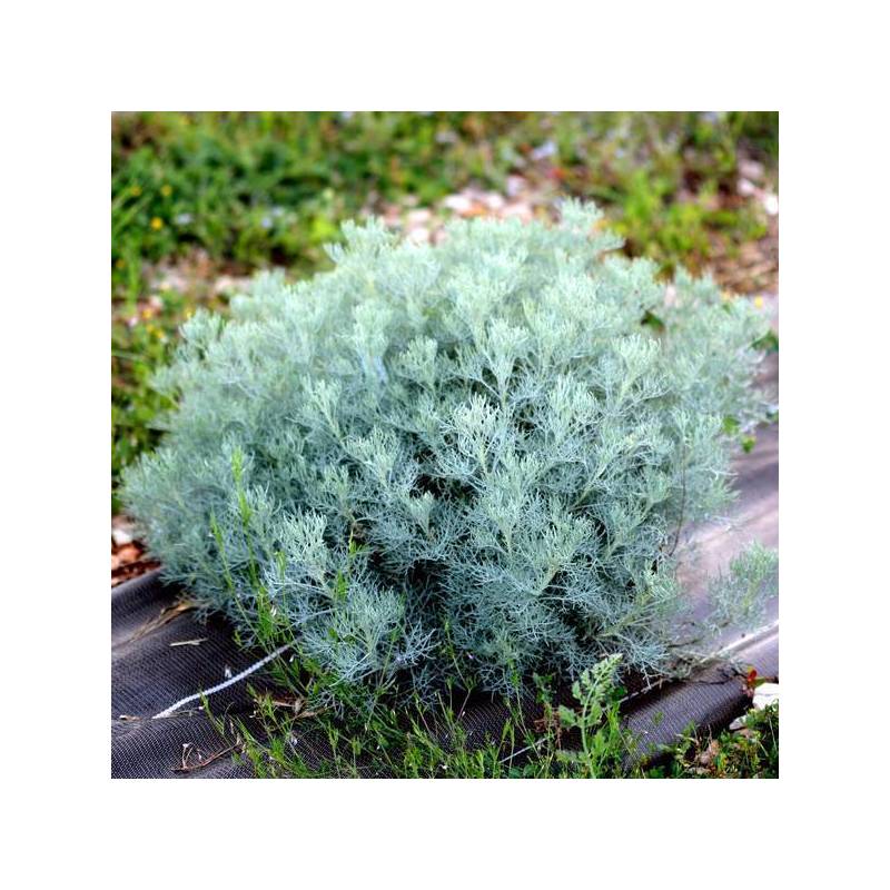 Artemisia alba 'Canescens' - Armoise blanche