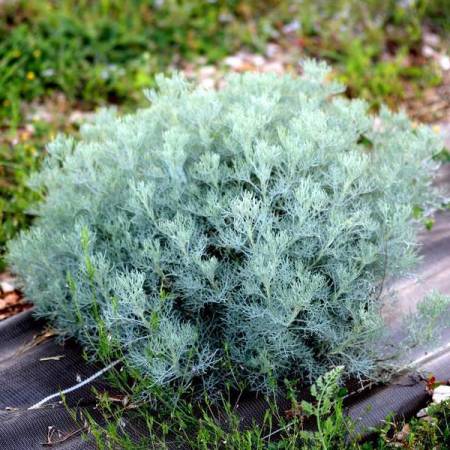 Artemisia alba 'Canescens' - Armoise blanche