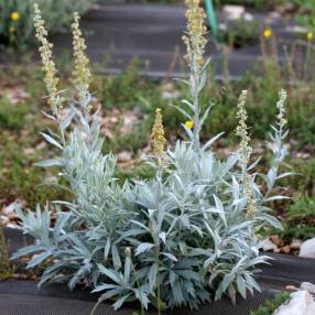 Artemisia ludoviciana 'Valerie Finnis' - Armoise
