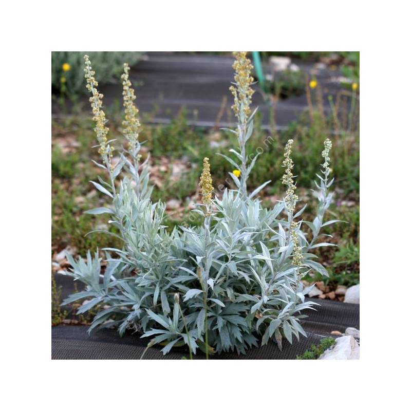 Artemisia ludoviciana 'Valerie Finnis' - Armoise