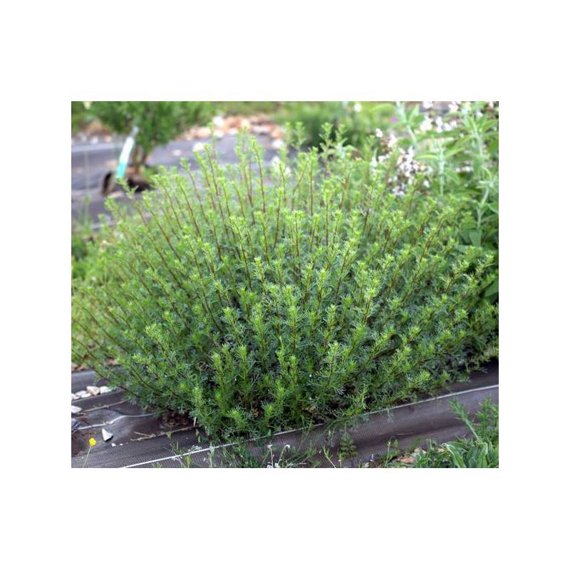 Artemisia campestris - Armoise champêtre