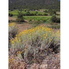 Santolina chamaecyparissus - Santoline petit cyprès