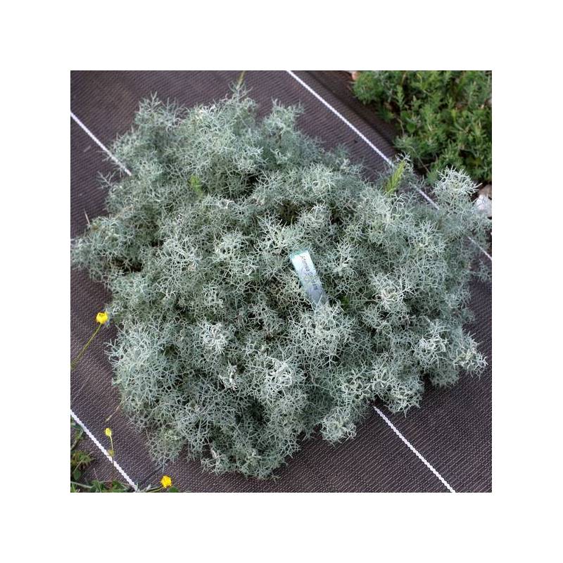Artemisia 'Canescens' - Armoise d'Arménie