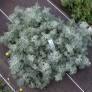 Artemisia 'Canescens' - Armoise d'Arménie