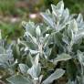 Salvia lavandulifolia subsp. vellerea - Sauge à feuille de lavande