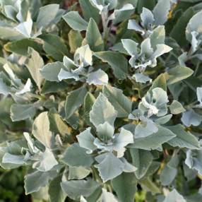 Salvia lavandulifolia subsp. vellerea - Sauge à feuille de lavande