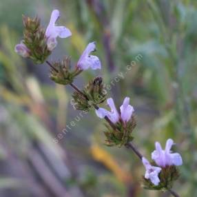 Salvia lavandulifolia subsp. vellerea - Sauge à feuille de lavande