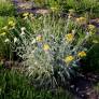 Achillea clypeolata - Achillée