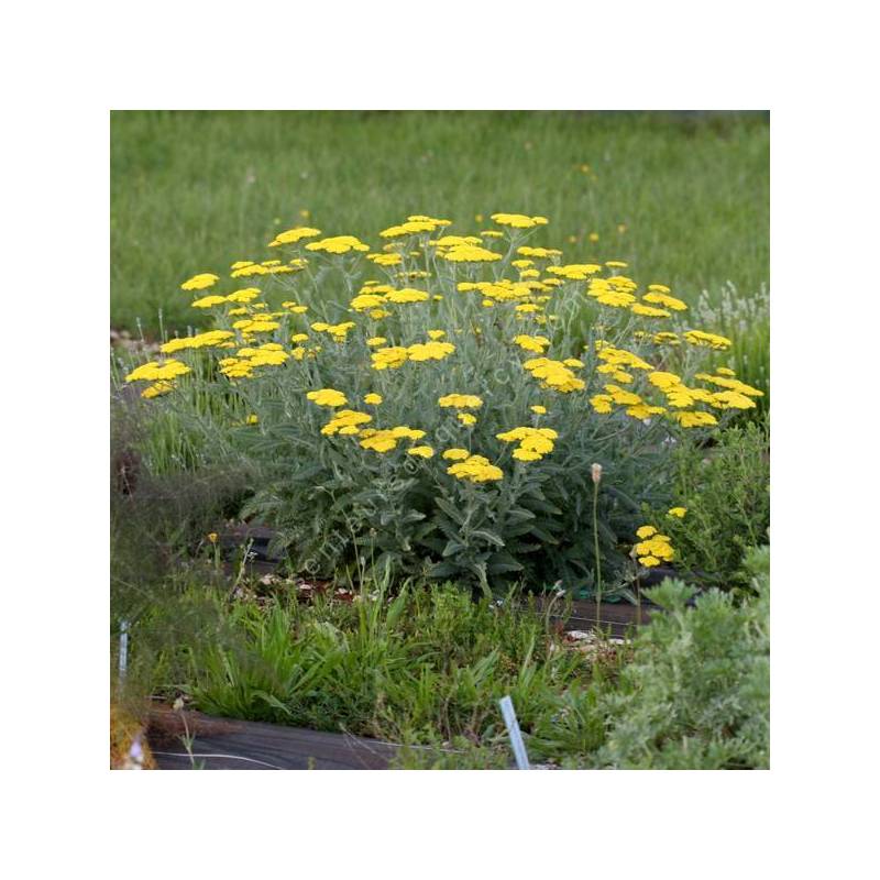 Achillea 'Moonshine' - Achillée