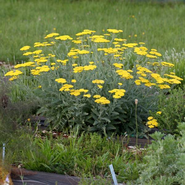 Achillea 'Moonshine' - Achillée jaune vivace pour jardin sec