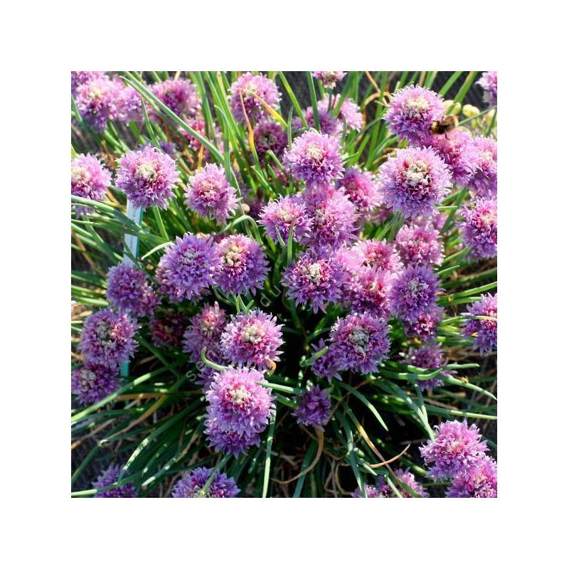 Allium schoenoprasum - Ciboulette