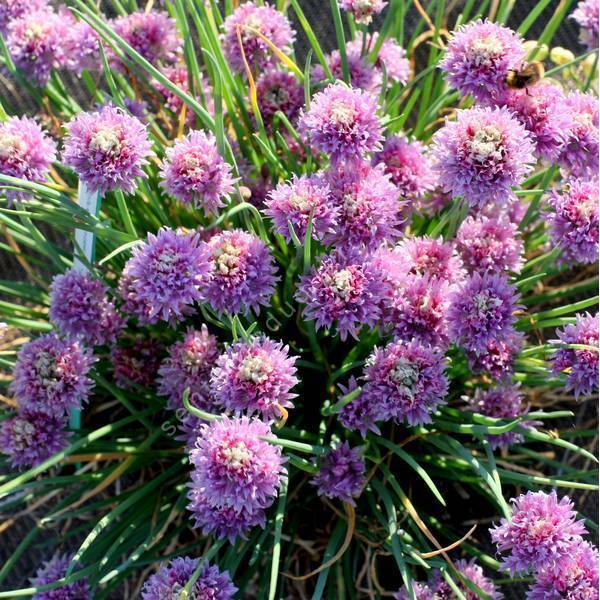 Ciboulette - Allium schoenoprasum - Plante aromatique comestible