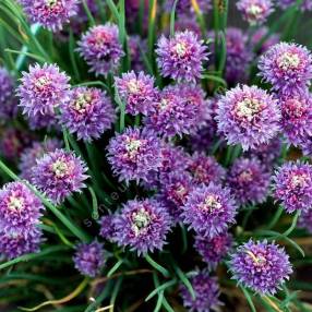 Allium schoenoprasum - Ciboulette