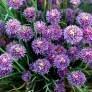 Allium schoenoprasum - Ciboulette