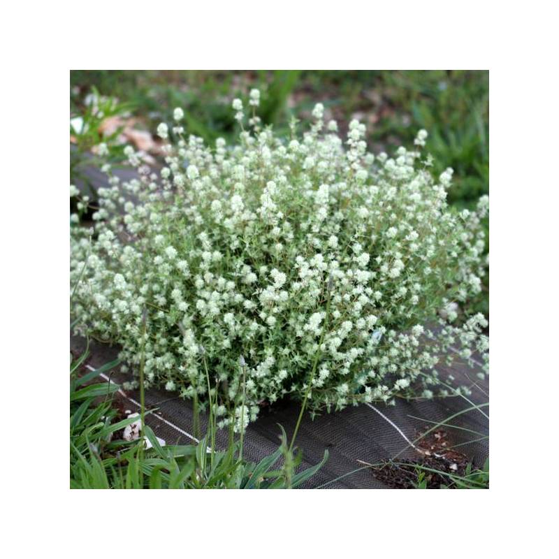 Thymus mastichina - Thym résineux