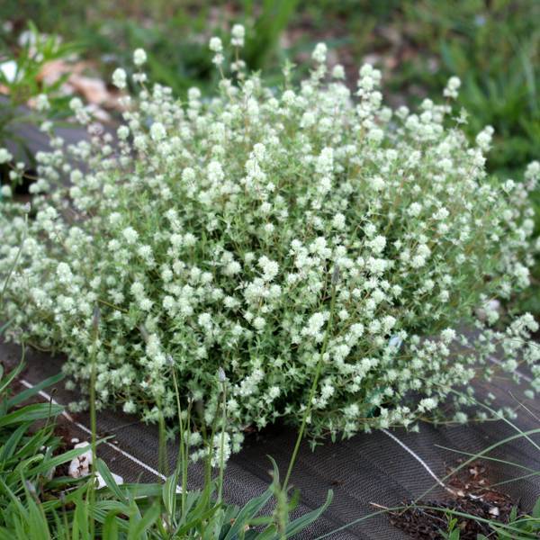 Thym résineux - Thymus mastichina - Plante aromatique de jardin sec