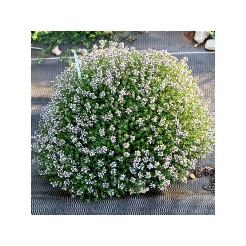 Thymus vulgaris 'Compactus' - Thym compact