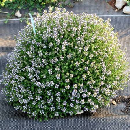 Thymus vulgaris 'Compactus' - Thym compact