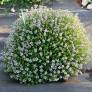 Thymus vulgaris 'Compactus' - Thym compact