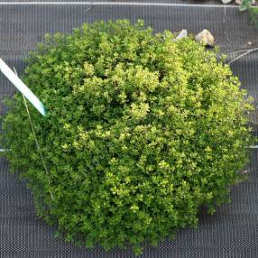 Thymus pulegioides 'Bertram Anderson'