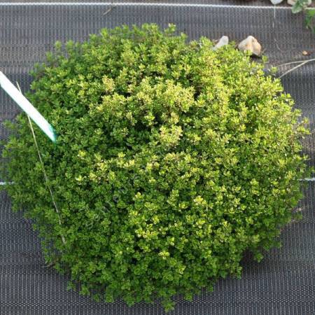 Thymus pulegioides 'Bertram Anderson'