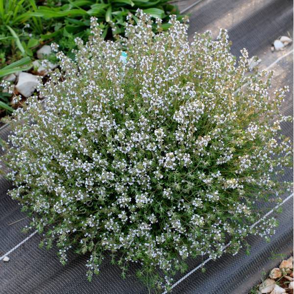 Thymus 'Provence' - Thym à odeur d'orange Thymus 'Provence' - Thym à odeur d'orange