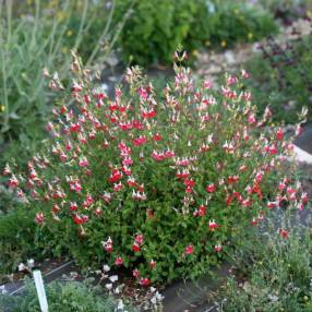 Sauge arbustive vivace à fleur rouge et blanche - Salvia 'Hot Lips'