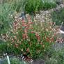 Salvia 'Hot Lips' - Sauge arbustive blanche et rouge