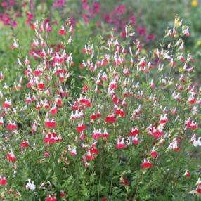 Sauge arbustive vivace à fleur rouge et blanche - Salvia 'Hot Lips'