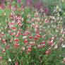 Salvia 'Hot Lips' - Sauge arbustive blanche et rouge