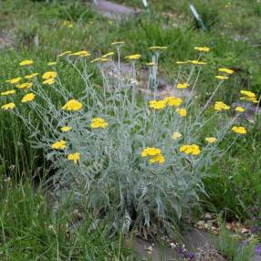 Achillea clypeolata - Achillée