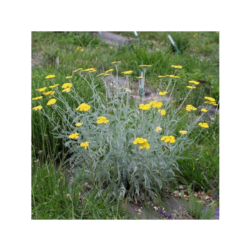 Achillea clypeolata - Achillée