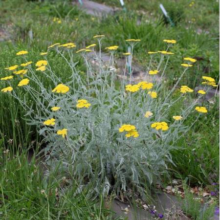 Achillea clypeolata - Achillée