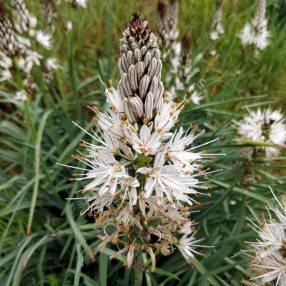 Asphodelus albus - Asphodèle blanche