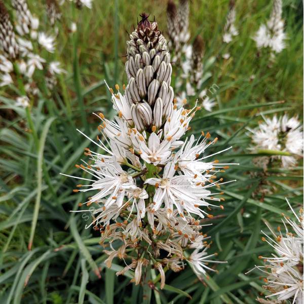 Asphodèle blanche - Asphodelus albus - vivace pour jardin sec