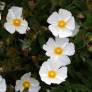 Cistus x florentinus