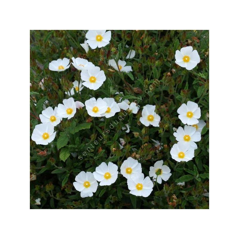 Cistus x florentinus