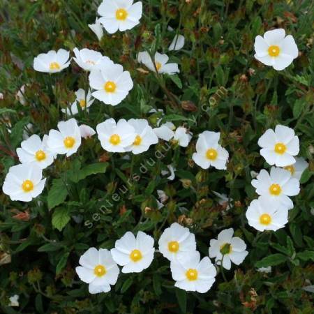 Cistus x florentinus