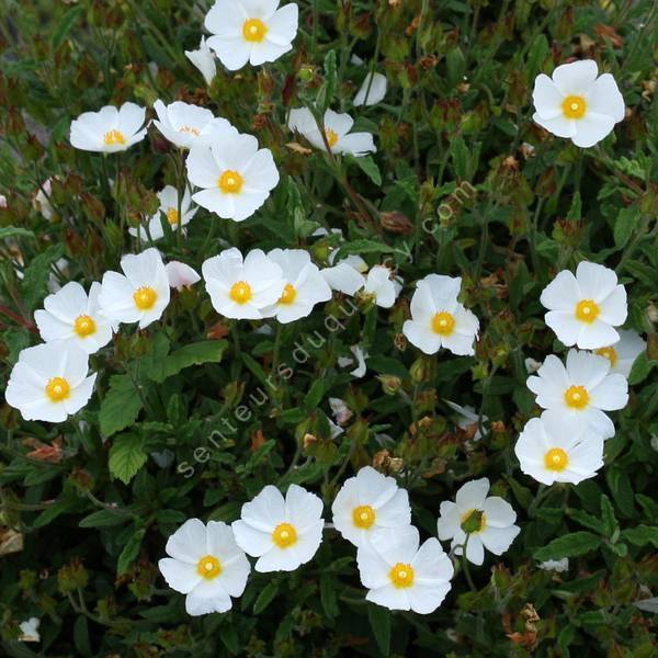 Cistus x florentinus