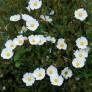 Cistus x florentinus