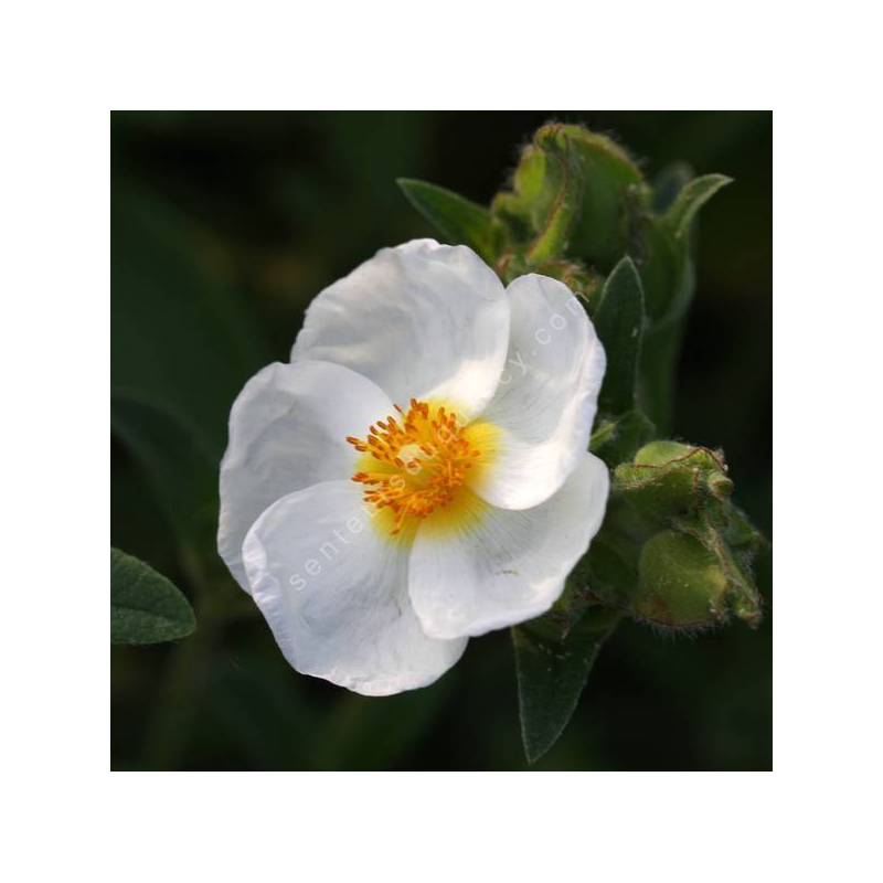 Cistus x oblongifolius - Ciste à feuilles oblongues - inflatus